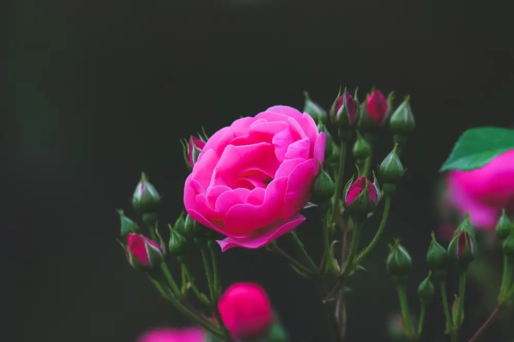 Beautiful